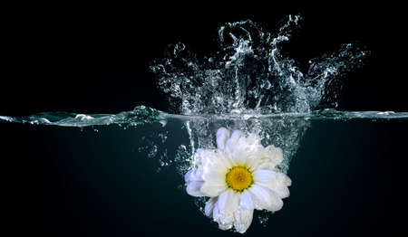 flower in water splash . Mixed mediaの写真素材