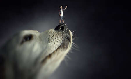 Little boy on dog noseの写真素材