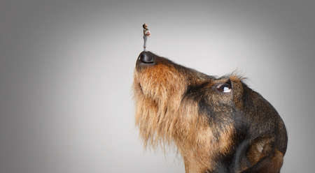 Little girl and giant dogの写真素材