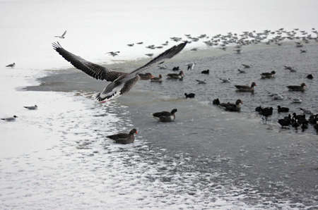 Duck 03の写真素材