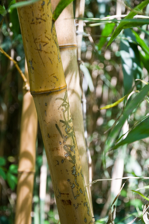 bamboo の写真素材