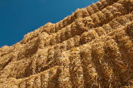 nerd wheat