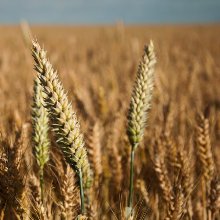 wheat field closeup