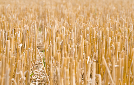 wheat fieldの写真素材
