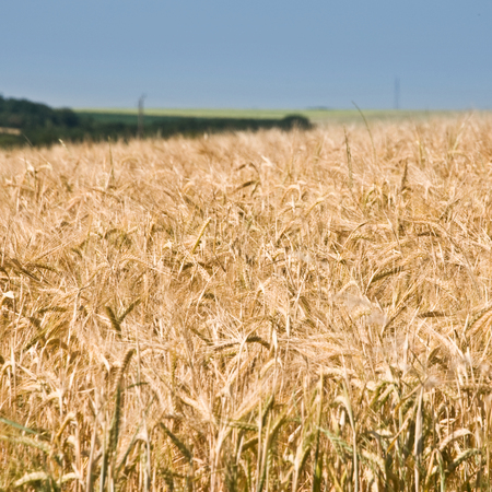 wheat field