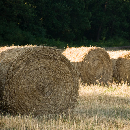 nerd wheatの写真素材