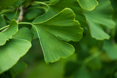Ginkgo Biloba leaves in the tree closeupの写真素材