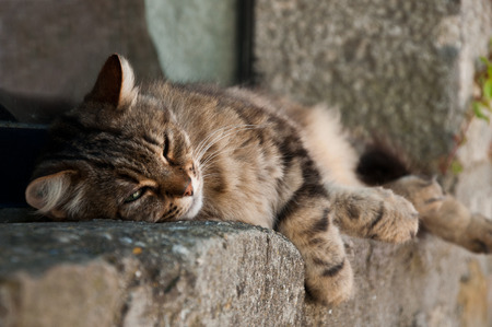 asleep cat in front of a windowの写真素材