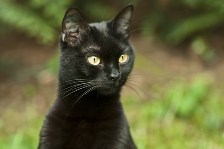 black cat in the gardenの写真素材