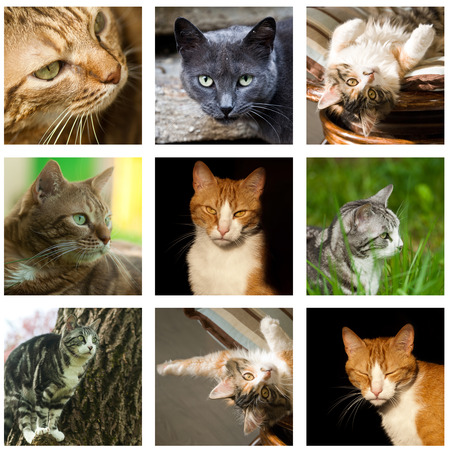 cat collageの写真素材