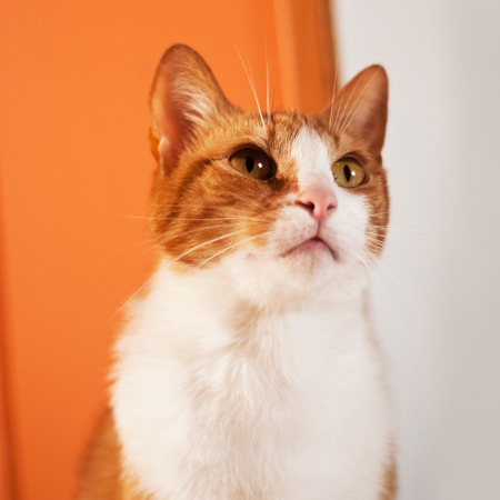 beautiful catの写真素材