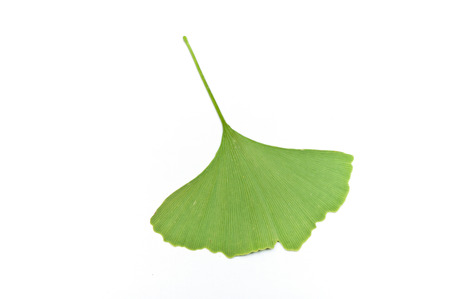 Isolated leaf of  gingko biloba on white backgroundの写真素材