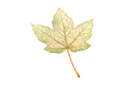 Isolated leaf of acer sycomore  on white backgroundの写真素材