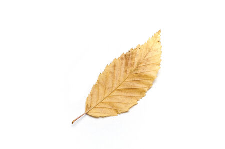 Isolated leaf of carpinus betulus on white backgroundの写真素材