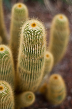 cactus closeup in tropical gardenの写真素材