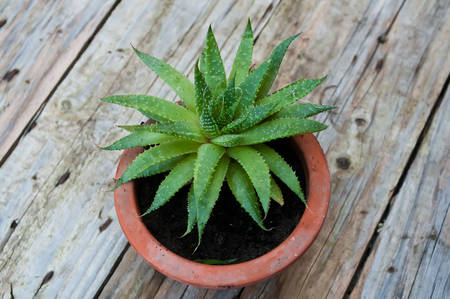 cactus in jar closeup on wooden background