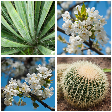 cactus and  white cherry blossoms collageの写真素材