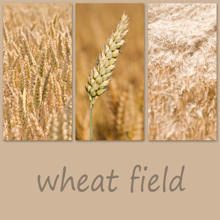 wheat field collageの写真素材