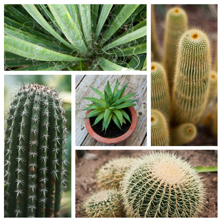 Cactus collage in tropical gardenの写真素材