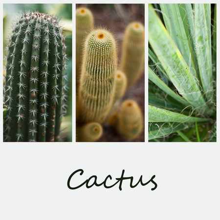 cactus in tropical garden collageの写真素材