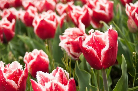 group  of red Tulips in a tulips fieldの写真素材