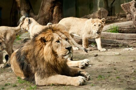group of lions at zooの写真素材