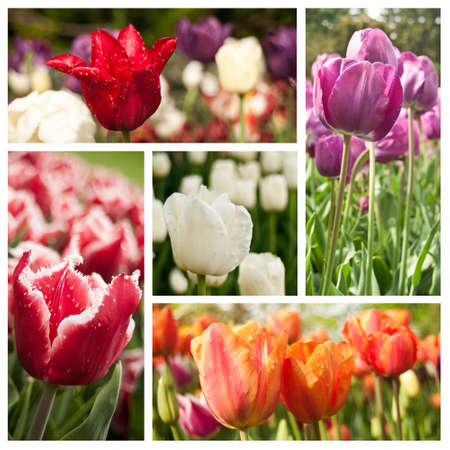 different vieuw of tulipes collageの写真素材