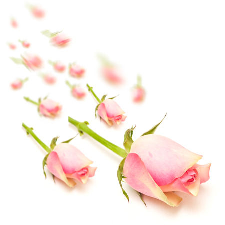 pink roses cascade conceptの写真素材