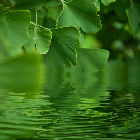 Ginkgo leaves reflexionの写真素材
