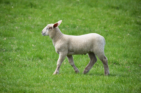 lamb isolated in a fieldの写真素材