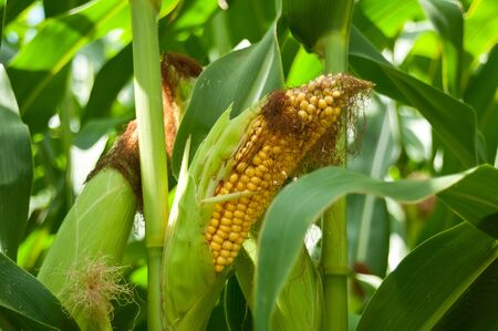corn field closeup