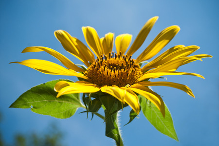 sunflower on blue sky background