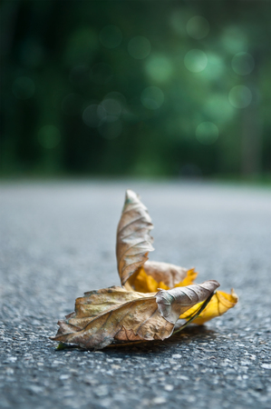 leaf in autumn on the roadの写真素材