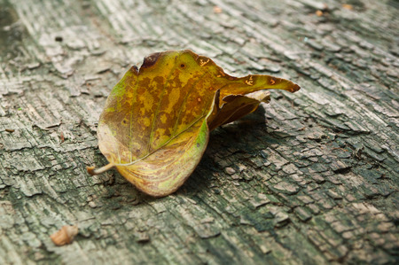 leaf of beech in autumn on wooden background