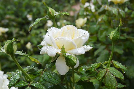 rain drops on rosebush in a gardenの写真素材