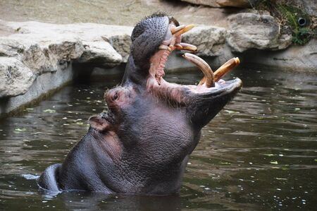 hippo in the water