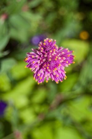 closeup purple flower isolated on green background