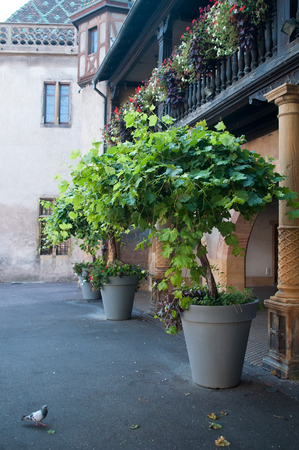 wine in pot in Colmar placeの写真素材
