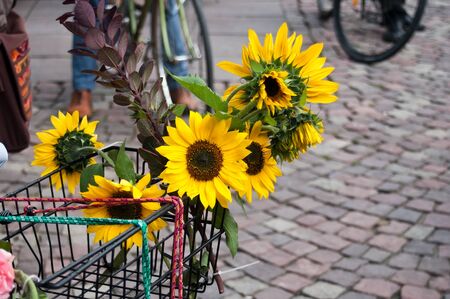 decorative sunflowers in basket on bikeの写真素材