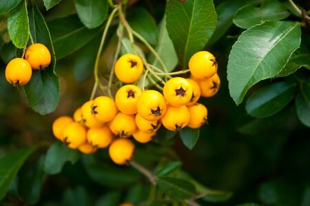closeup of pyracantha yellow berriesの写真素材