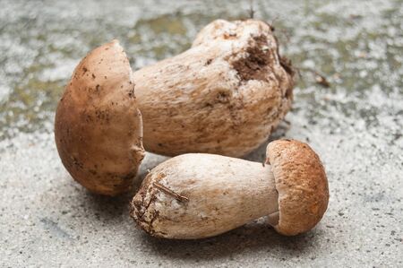 closeup duo of boletus edulis  on stoned background
