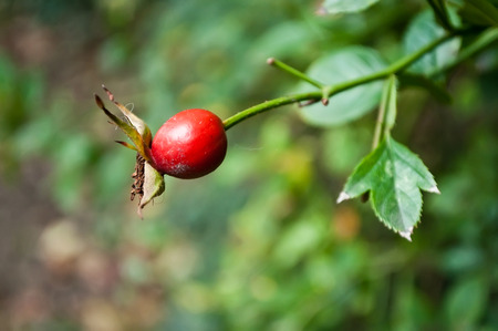 closeup of dog rose on autumnの写真素材