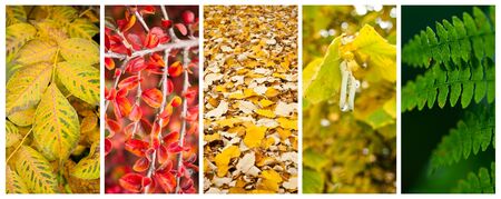 various colors of nature collageの写真素材