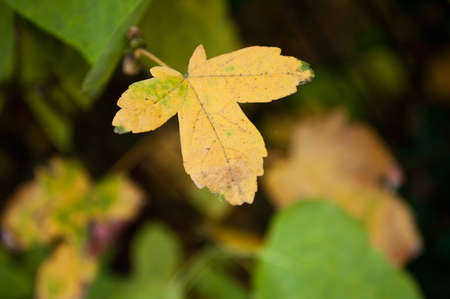 closeup of autumnal maple leaves