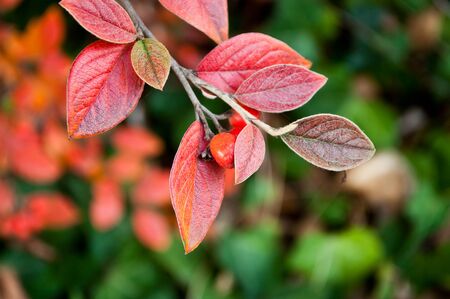 closeup of autumnal leaves of cotoneasterの写真素材