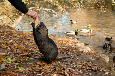 man feed a lutria in border riverの写真素材