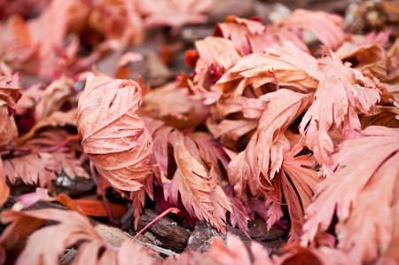 closeup of japanese maple leaves  on the floorの写真素材