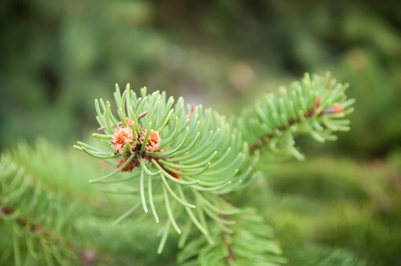 closeup of christmas tree branch in outdoorの写真素材