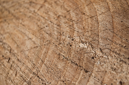 cutted stump of tree in border riverの写真素材
