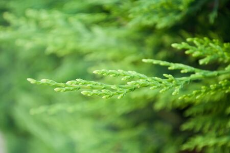 closeup of cypress leaves in a hedge